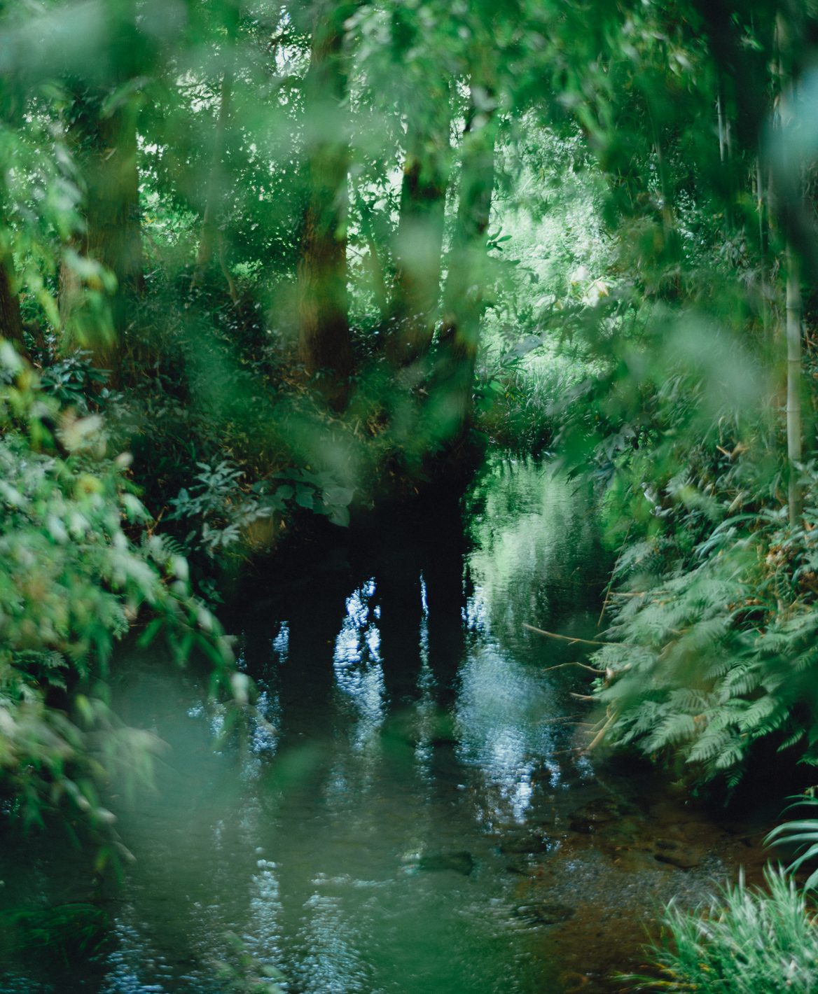 木立の中の小川